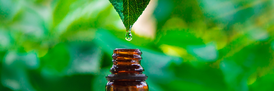 Extracto de té verde ingrediente de Reduslim 